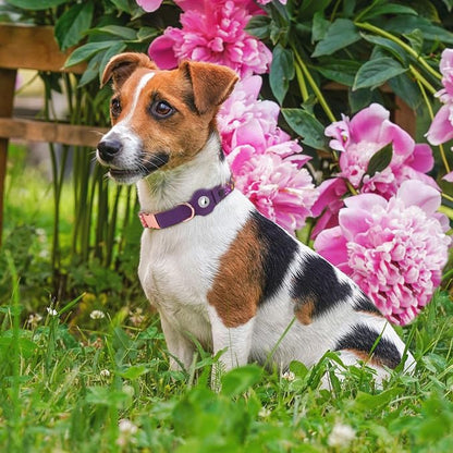 AirTag Dog Collar for Small Medium Large Breed - Adjustable Cute Pattern Dog Collar with Airtag Holder - Soft Leather Tracker GPS Apple Air Tag Pet Collars (X-Small, 9"-12" Neck Fit, Peonies)